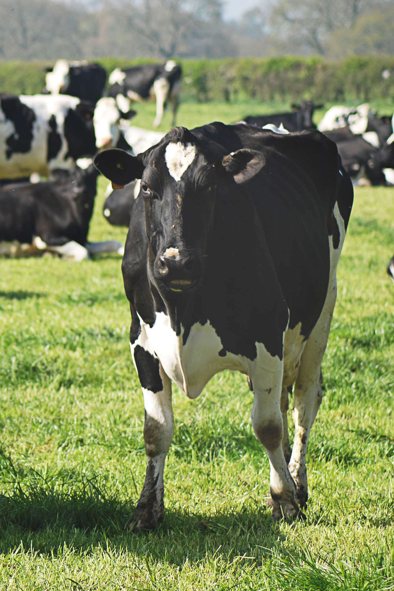 holstynsky skot holstynsky skot